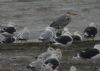 Caspian Gull at Hole Haven Creek (Steve Arlow) (59763 bytes)